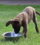 Puppy Tries To Figure Out Water Bowl And It\'s The Cutest Sight