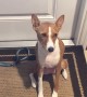 Talkative Basenji Lets Us Know What\'s On Her Mind