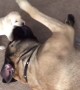 Giant English Mastiff Gently Plays With Tiny Puppy