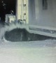 Sneaky Skunks Squeezes under Garage Door