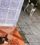 Dog Brings Back Pack to Deal With Scary Puppy