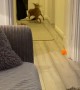 Speedy Dog Spills in Pursuit of Squeaky Toy