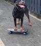 Rottweiler Tries to Figure out Skateboard