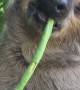 Sleepy Sloth Can't Hold Onto Snack
