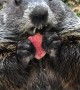 Groundhog Chomps Through Crispy Apple
