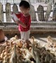 Two Year Old Feeds Ducklings