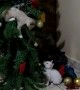 Cats Turn Christmas Tree Into Playground