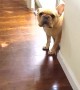 Puppy Can\'t Hide Guilt After Chewing The Pen
