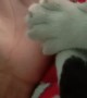 Kitty Paw Mimics Hand