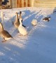 Flock of Geese Follow Neighborhood Cat