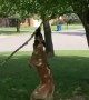 Tree Branch Becomes Toy for Energetic Doggy