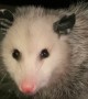 Paperclip the Baby Opossum Chomping on Food