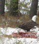 American Bald Eagle Feasts on Carcass