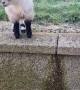 Pygmy Goat Frightens Off Feline
