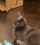 Funny Feline Gets All Wobbly