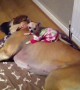 Tiny Puppy Adorably Sleeps On His Best Friend