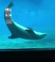 Playful dolphin incredibly imitates this guy\'s moves