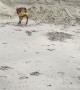 Boxer Can't Quite Make the Jump