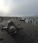 Fur Seal Doesn't Want People Filming Penguins