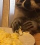Raccoon Loves His Scrambled Eggs