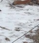 Squirrel Trying to Stop an Aggressive Weasel