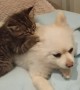 Rescued Kitten Loves Playing With New Pomeranian Friend
