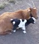 Baby Goats Love Climbing on Mama