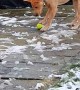 Dog Confused by Tennis Ball Frozen to the Ground