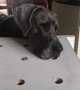 Great Dane Plays Whack-a-Mole