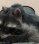 Pet Raccoon Enjoys Baby Swing