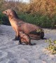 Seal Summons Pup to Follow From the Beach