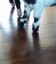 Clumsy Baby Goats Struggle on Hard Floors