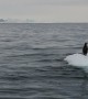 Penguins Battle for Iceberg Perch