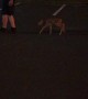 Fawn Follows Man around Lot