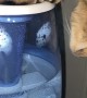 Kitty Hogs Humidifier