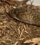 Satisfying Snake Skin Shed