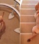 Labrador Dog Absolutely Loves Sliding Down The Stairs