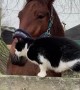 Cat and Horse Have Become Best Friends
