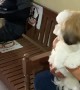 Shih Tzu Finds Love at the Vet