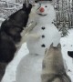 Husky Steals Snowman's Carrot