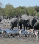 Herd of Elephants Enjoy Watering Hole