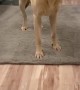 Doggy Scared of Slippery Floor Without His Socks
