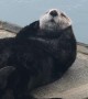 Sea Otter Showing off While Sunning on the Dock