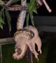 Australian Python Snacks on a Wild Possum