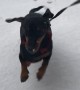 Puppy Experiences Snow For First Time And Totally Loves It