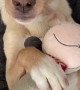 Puppy Trust Falls With His Favorite Plushie