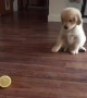 Golden Retriever Puppy Is Really Confused By Lemon Slice