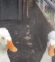 Ducks Fluff Their Fros Under Shower