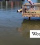 Dog loves jumping off dock into the water