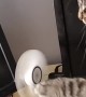 Feline Has Fun with Fan